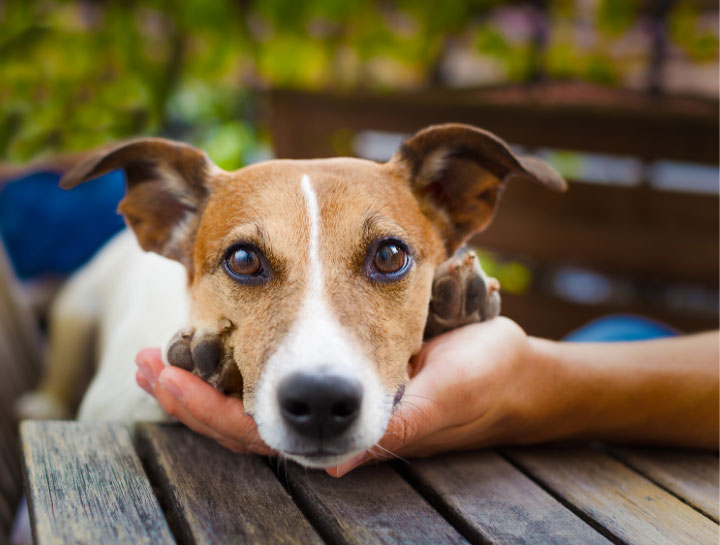 Lady Lake Dog Exam | Lady Lake Cat Exam