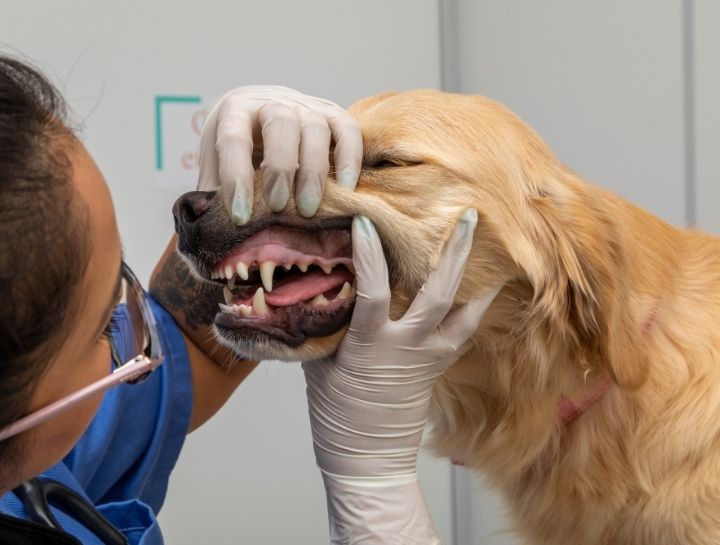 $city Pet Dentist