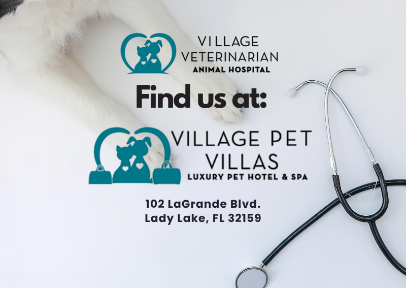 Carousel Slide 1: Learn more about the Village Pet Villas >>