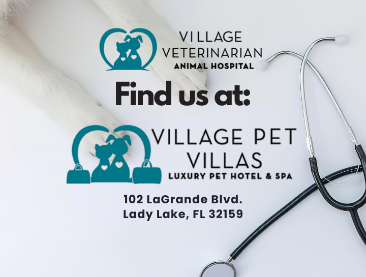 Find us at Village Pet Villas!